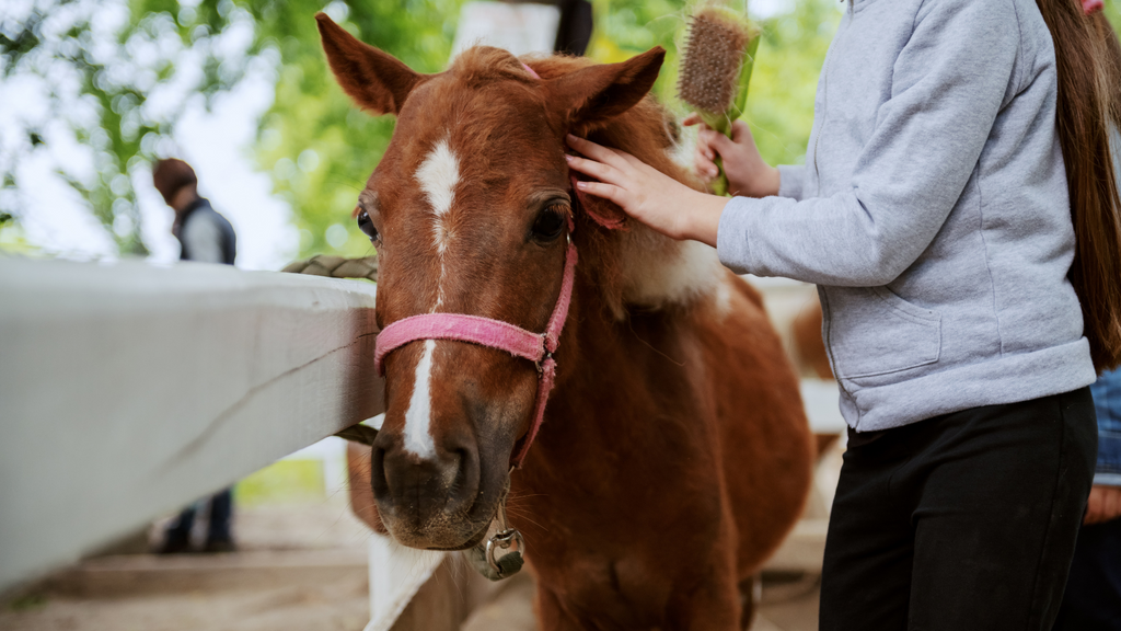 Building the Ultimate Horse Grooming Kit: Essentials and Expert Tips