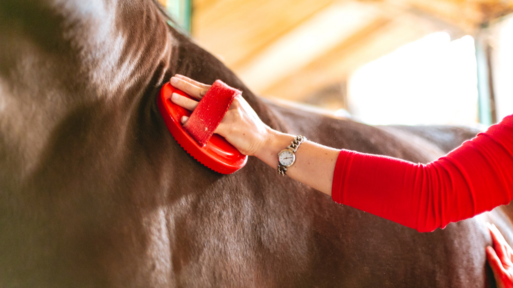 Horse Skin Health: Recognizing and Treating Common Skin Conditions