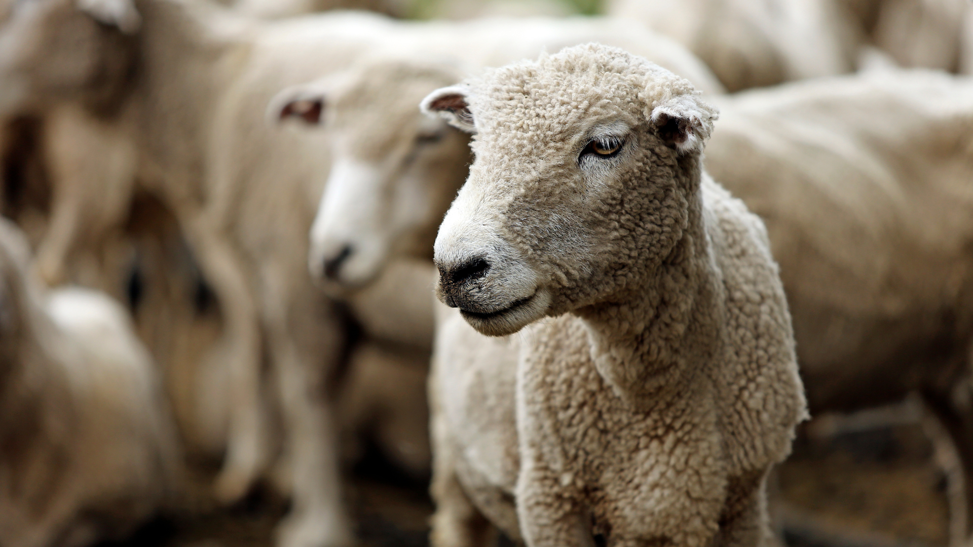 Pro Electric Sheep Shearing Clippers - 380W Shears