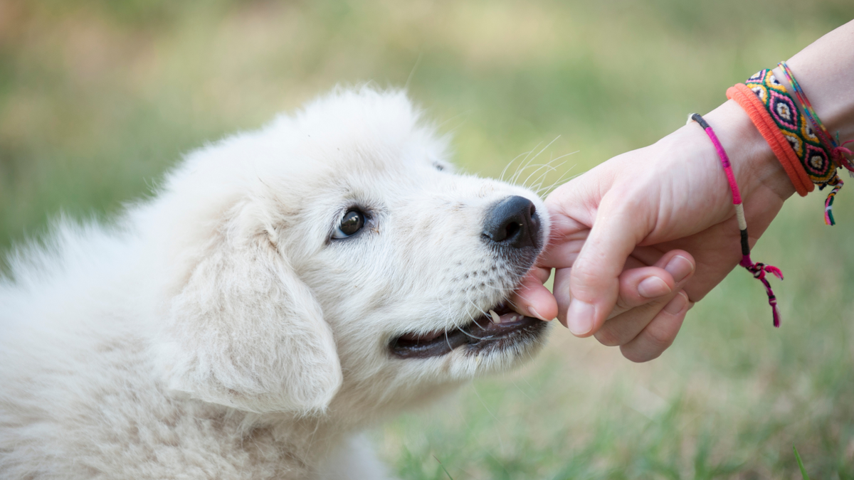 Biting vs. Mouthing How to Tell the Difference and Train Your Dog Res