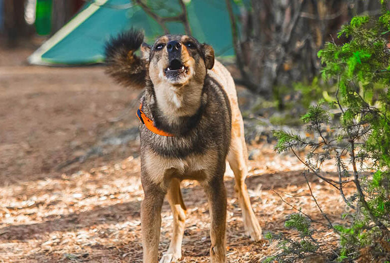 What triggers a bark collar?