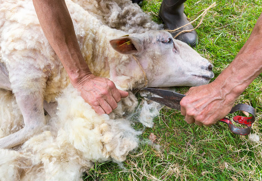 The Essential Guide to Sheep Shearing: Why Regular Shearing is a Must for Your Flock