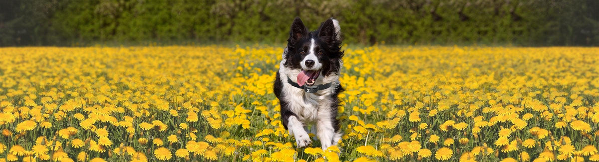 Remote Control Dog Collars Online | Dog Training Collars UK