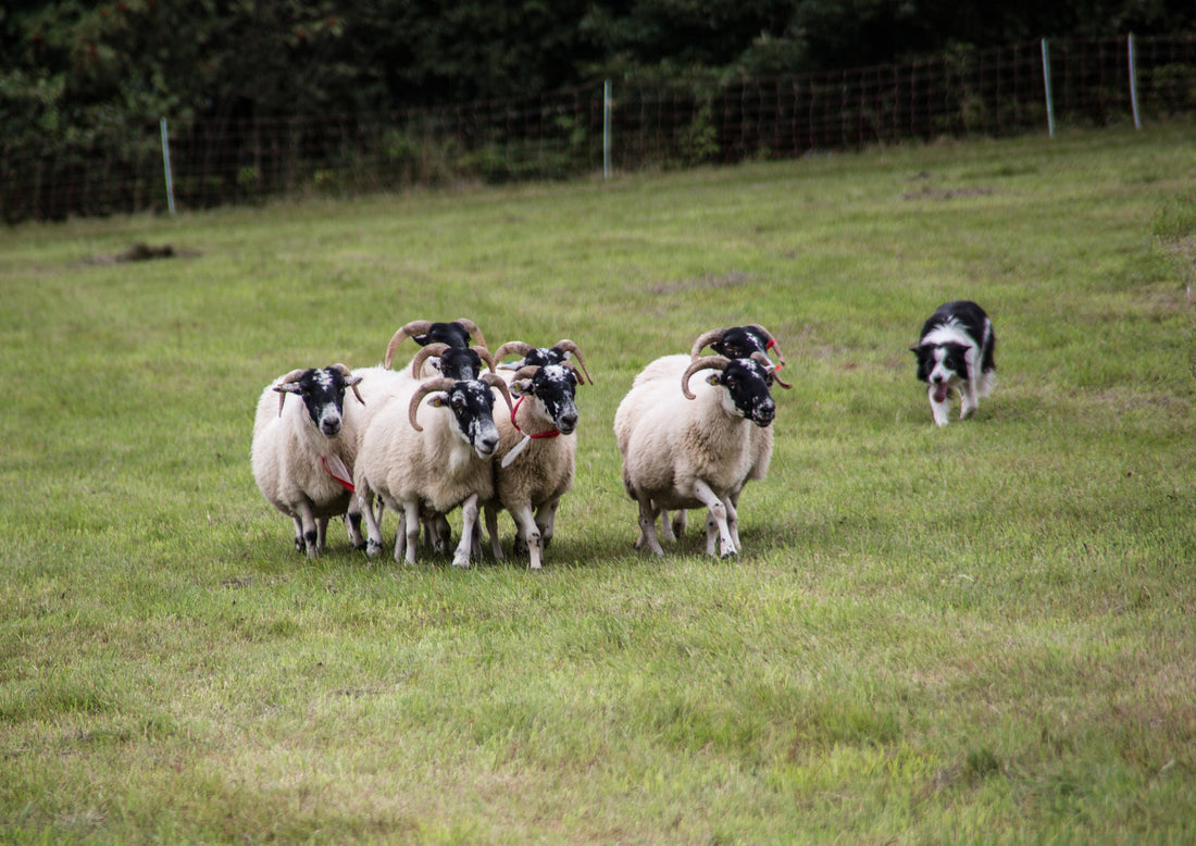 Livestock Guardian Dogs: Compare Breeds, Temperaments & Training Needs