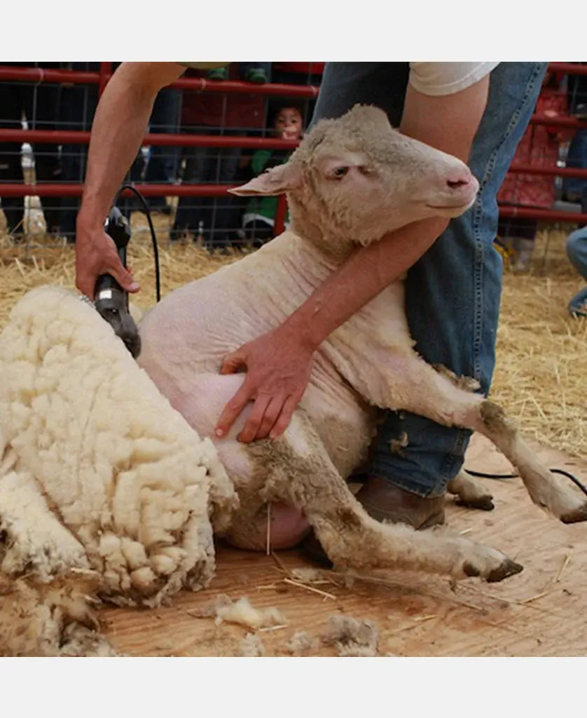 The Sheep Shears Buyer’s Guide: What You Really Need to Know Before You Start Shearing