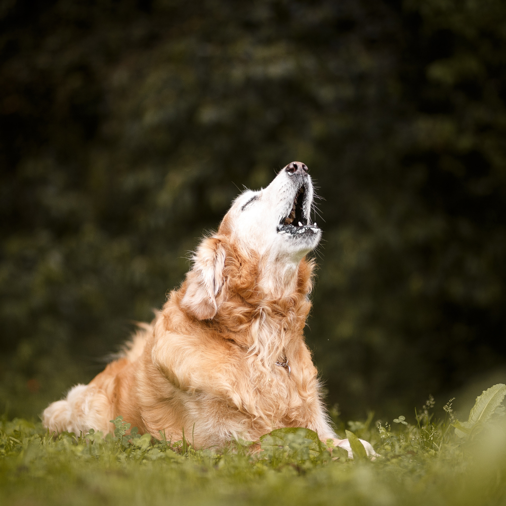 Dog Fencing Regulations in Australia – What Every Owner Needs to Know