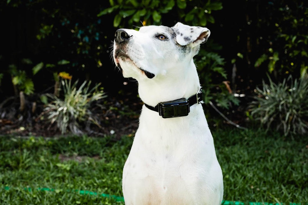 Which Dog Training Collar Works Best? Shock vs Citronella