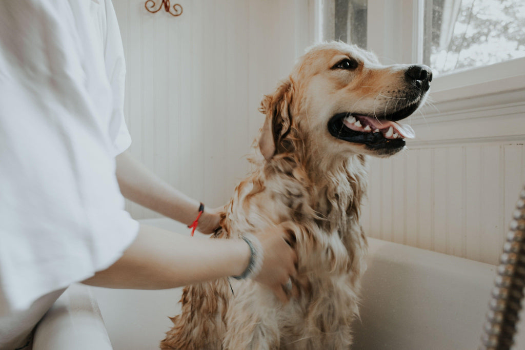How To Groom Your Dog At Home - Pet Control HQ