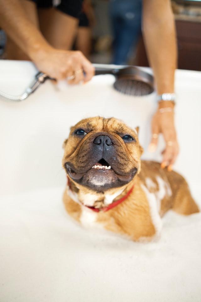 7 Pro Tips On Grooming Your Dog At Home - Pet Control HQ