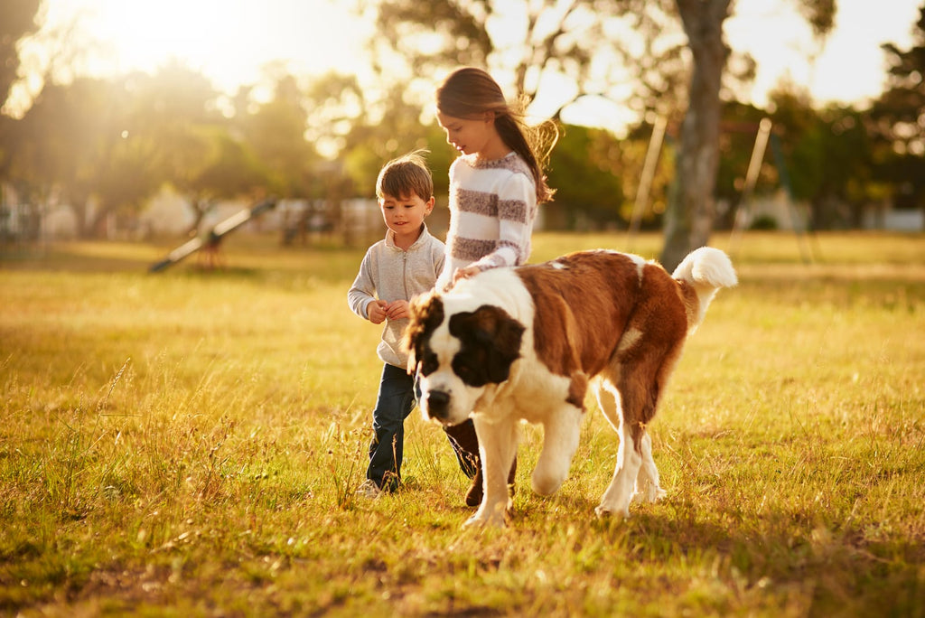 Essential Dog Walking Tips for a Happy, Healthy Pet