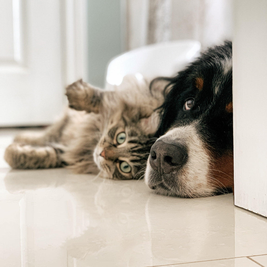 How To Manage Diabetes In Cats & Dogs - Pet Control HQ