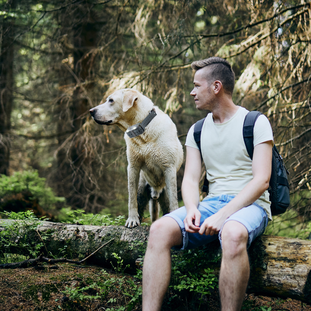 Are Shock Collars Safe for Dogs? Here’s What Dog Owners Need to Know