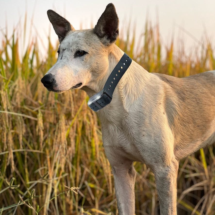 Best Dog Training Collars for Stubborn Dogs