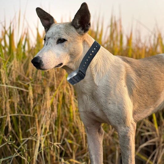 Best Dog Training Collars for Stubborn Dogs