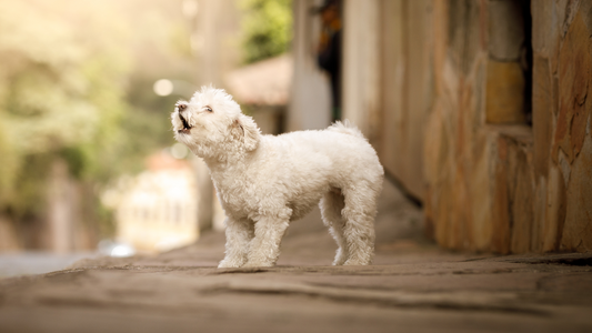 Impact of Breed on Barking Behaviour Of Dogs