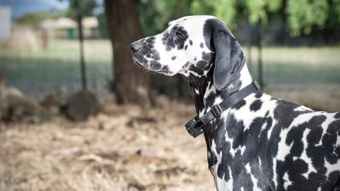 How To Install An Electric Dog Fence System