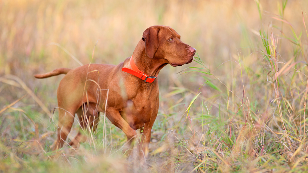 Unlocking the Potential of Remote Hunting Dog Collars