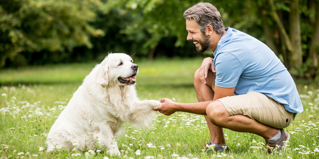 Unlock Your Dog's Best Behaviour with Training Techniques and Tools That Work
