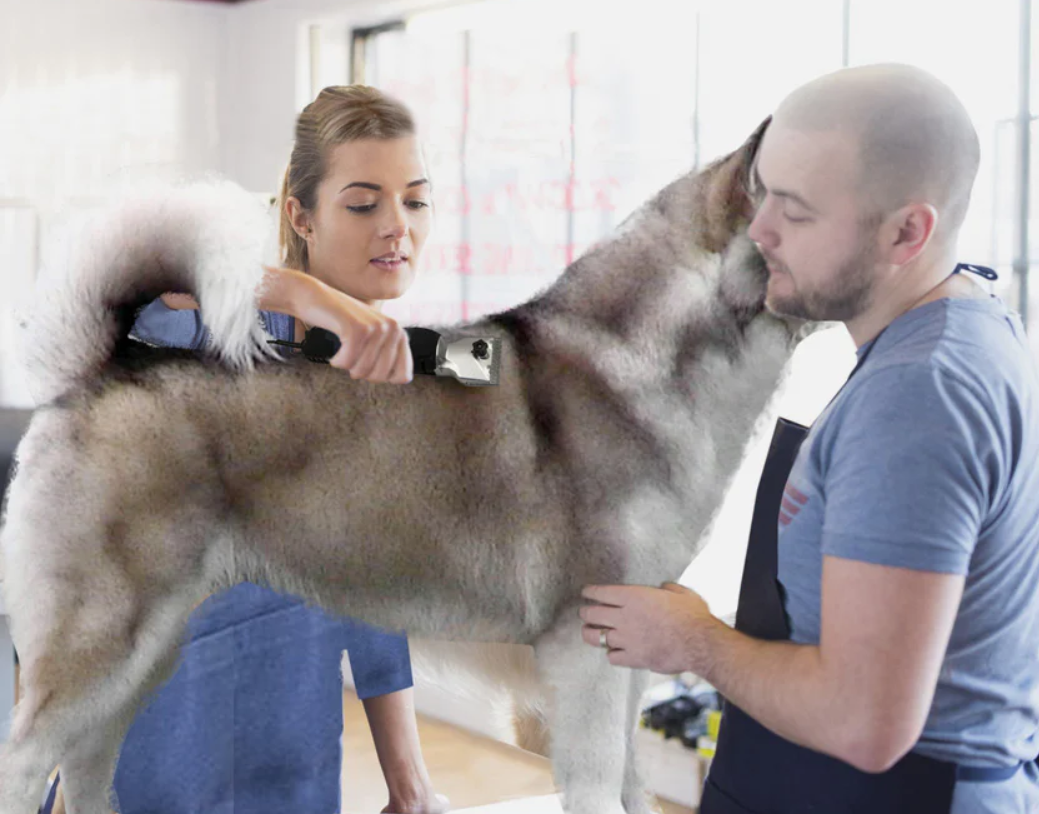 A Guide To Cleaning & Maintaining Dog Clipper Blades Pet Control HQ