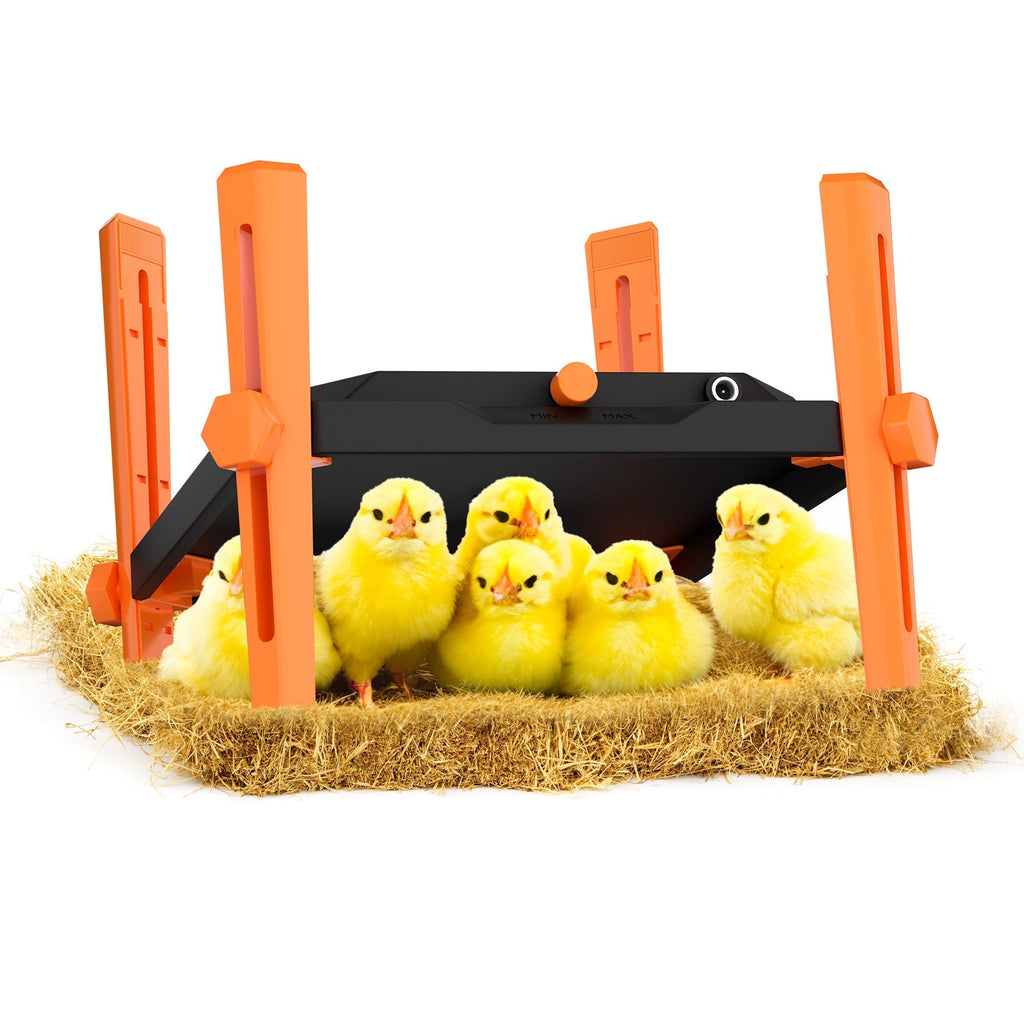 How to Set Up the Perfect Chicken Brooder – Temperature, Bedding & Space