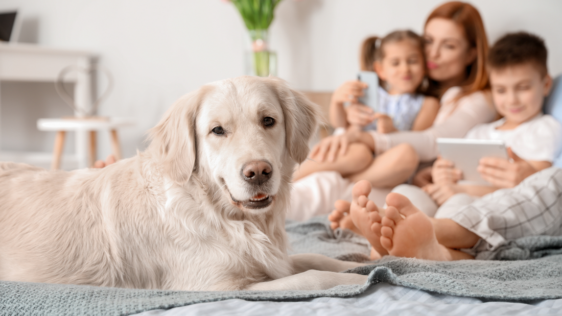 Dog Safety: Tips for Preventing Accidents and Injuries at Home and on Walks