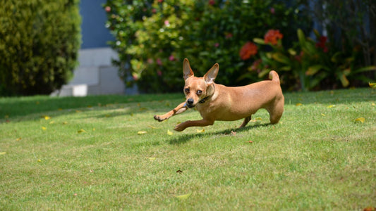 Beyond Fences: Exploring Pet Freedom with 2-in-1 Electric Dog Fences