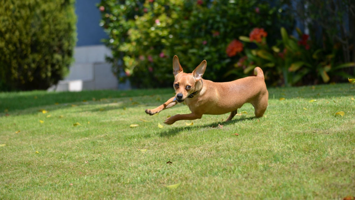 Exploring Pet Freedom with 2in1 Electric Dog Fences Pet Control HQ