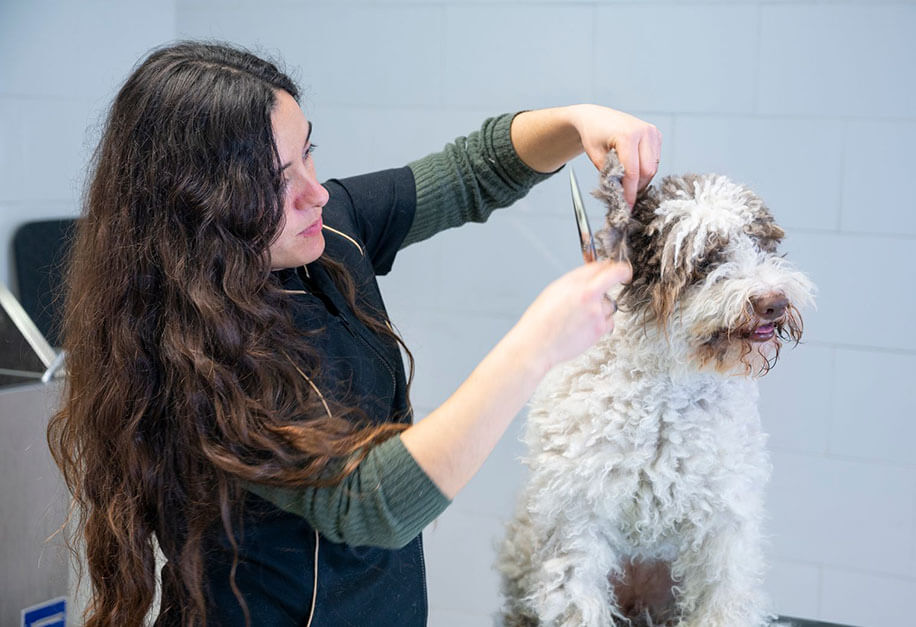 Mastering the Art of At-Home Dog Grooming: A Comprehensive Guide