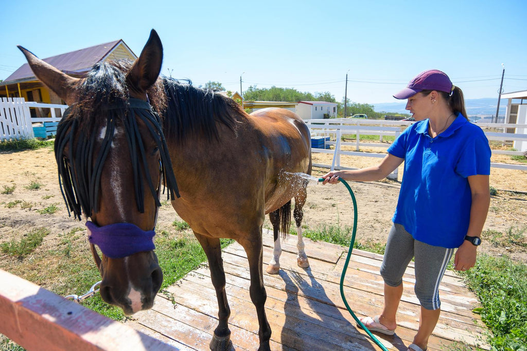 A girl pours water on a horse for horse bathing