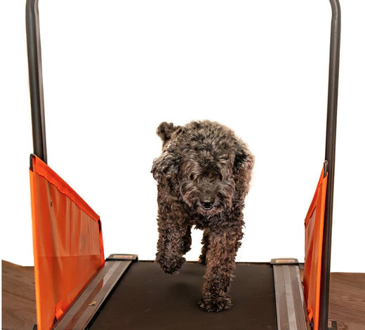 Indoor Dog Exercises for a Healthier Companion – Keep Your Pup Active, Rain or Shine