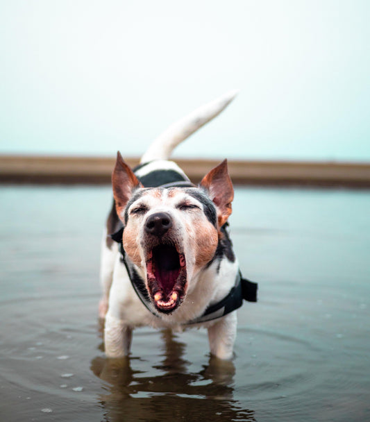 Get Your Dog To Stop Barking With 7 Effective Tricks - Pet Control HQ