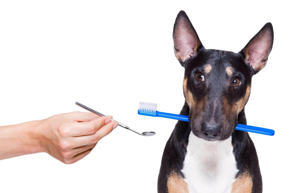 Dog Plaque & Tartar Removal Tools