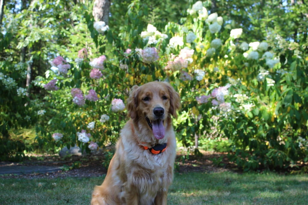 How to Expand Your Electric Dog Fence to Cover a Larger Area