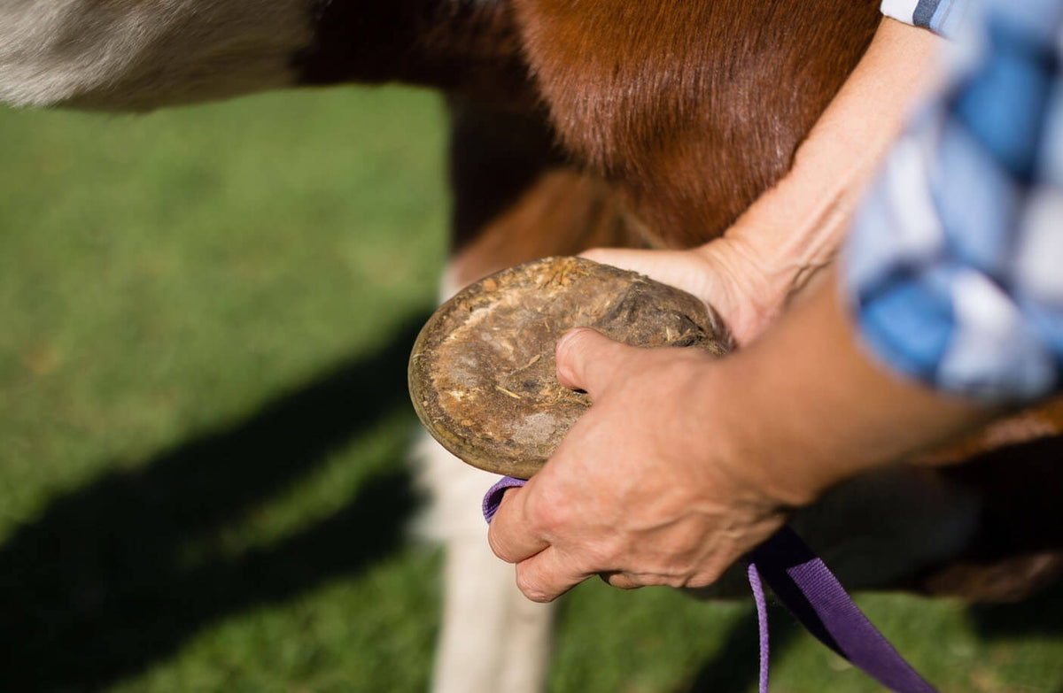 A Guide to Cleaning Your Horse's Hooves | Hoof Care 101 | Pet Control HQ