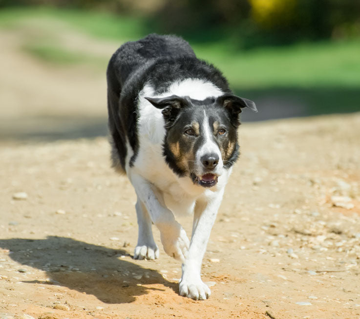 Electric Dog Fence vs Wireless Dog Fence… Which One is Safer?