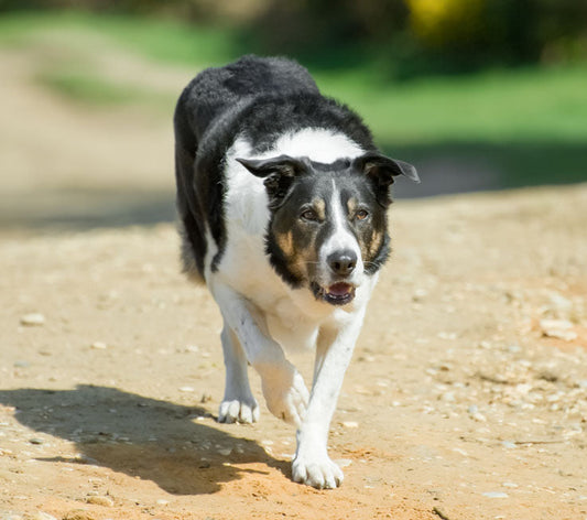 Electric Dog Fence vs Wireless Dog Fence… Which One is Safer?