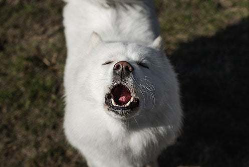 Understanding and Solving Dog Whining and Howling: Insights from Pet Control HQ