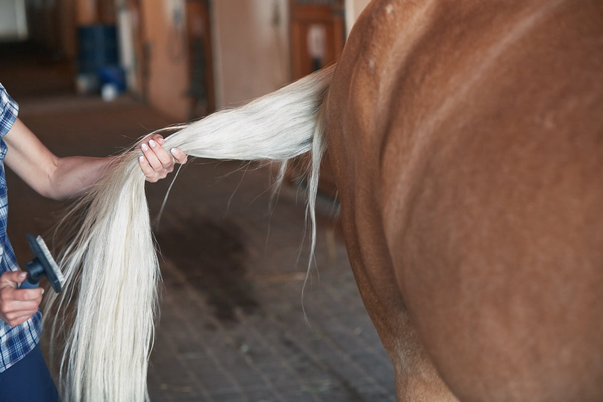 Tagel Caring for Your Horse’s Mane and Tail