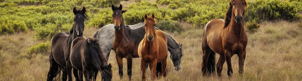 Horse Clipping Shears - Pet Control HQ
