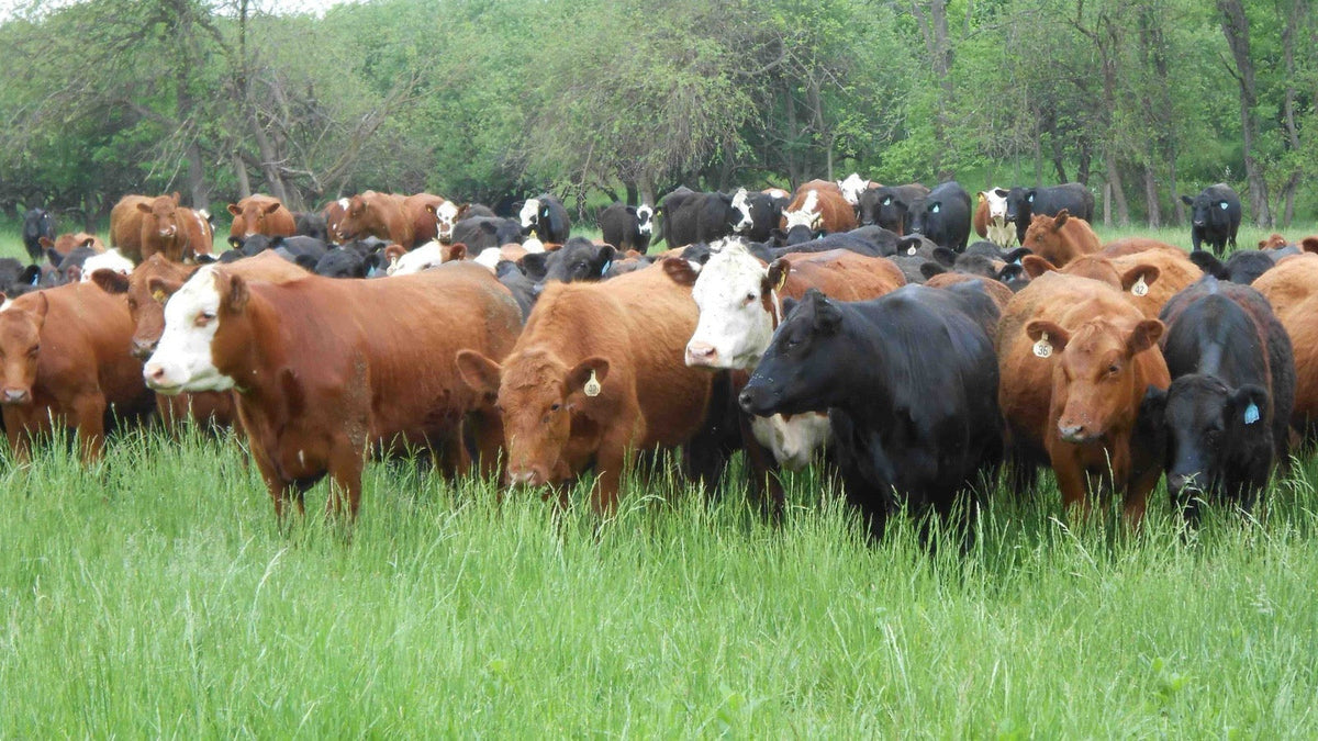 Cattle Prodded Electric Cattle Prods & Cattle Supplies Canada