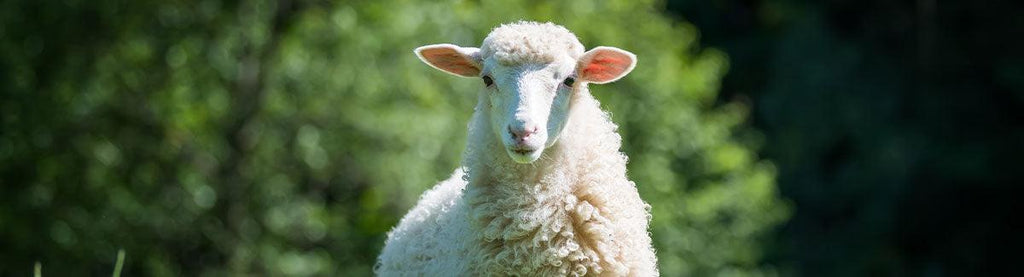 Electric Sheep Sheers - Pet Control HQ