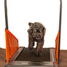 Motorized Electric Dog Treadmill - Premium Pet Exercise Solution for Small & Medium Dogs