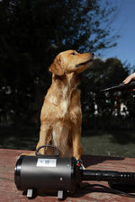 2800w professional dog grooming hairdryer blower