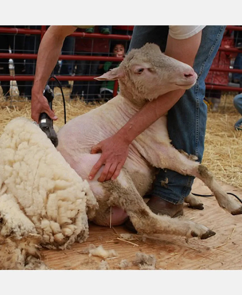 Pro Electric Sheep Shearing Clippers - 380W Shears – Pet Control HQ
