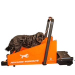 motorized dog treadmill