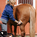 professional horse grooming hairdryer blower 2800w
