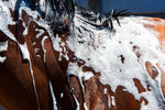 horse shampoo handmade with neem oil for dogs horses