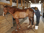 new 380w electric horse shears clippers grooming trimming