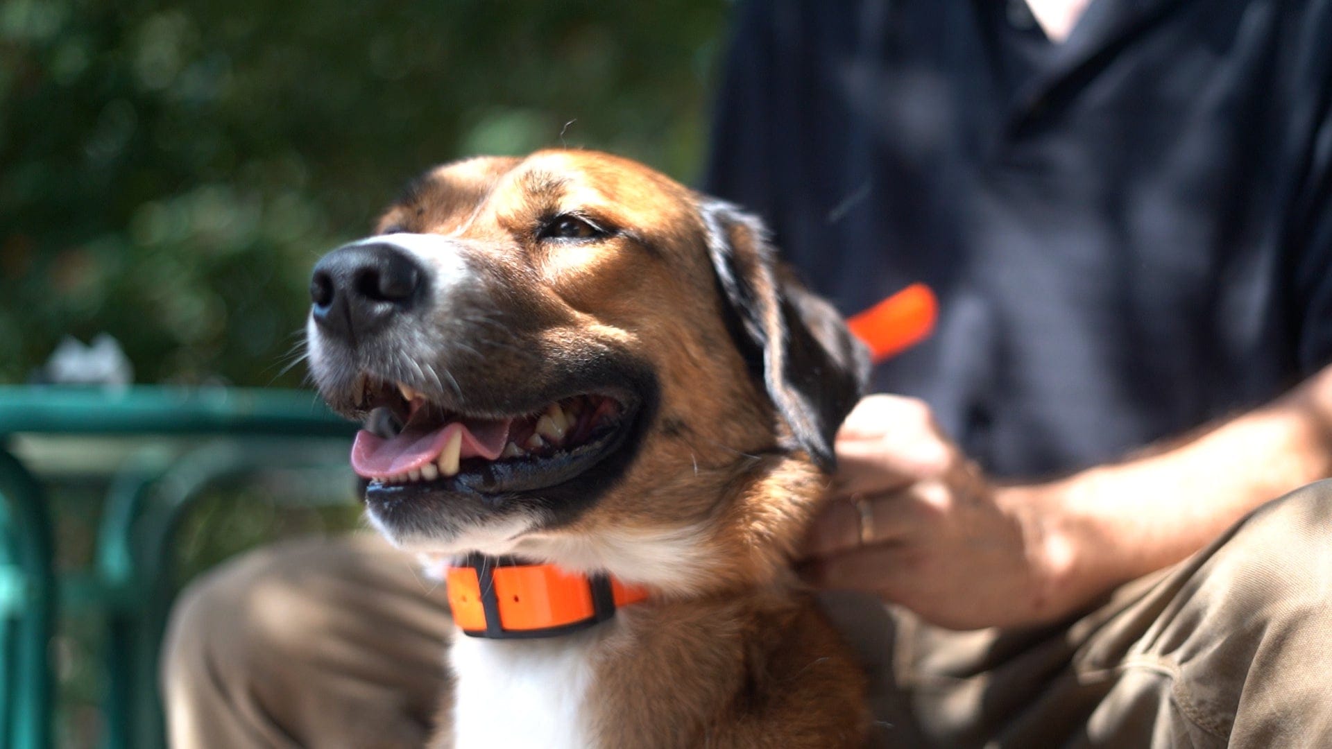 2in1 Dog Fence Dog Collar Dog Containment Collar System