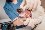 dog teeth plaque remover ultrasonic dental scaler low noise dog tartar teeth electric cleaner 2500mah battery